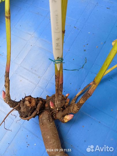 Пион Фестива Максима (Festiva Maxima)