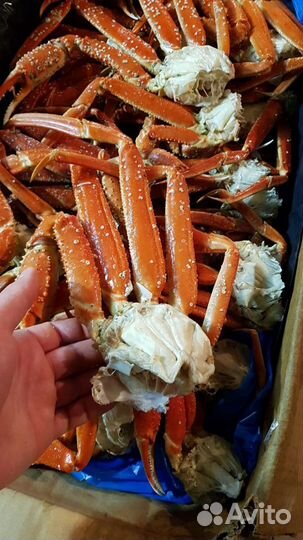 Краб стригун. Свежий, полный. Доставка