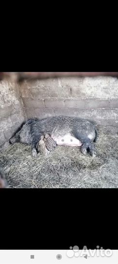 Домашнее мясо вьетнамская кабан эко продукт