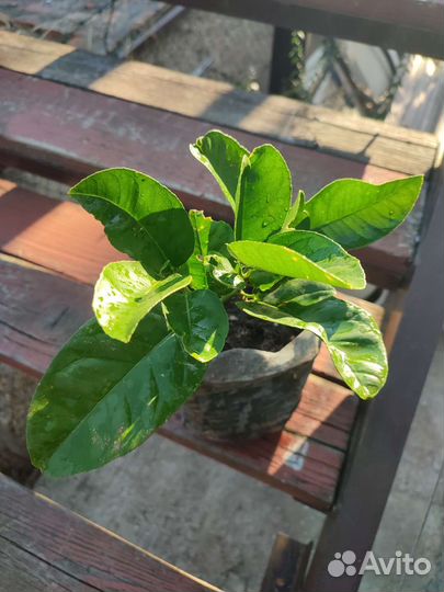 Лимон Новозеландский