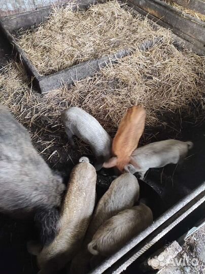 Венгерская мангалица