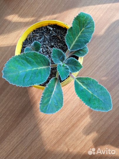 Комнатный цветок глоксиния