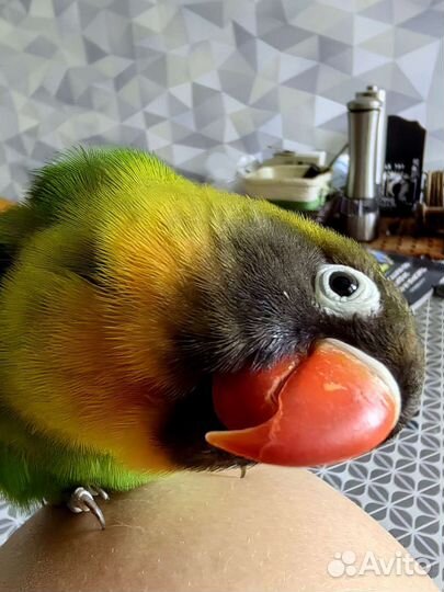 Попугай неразлучники с клеткой ручные