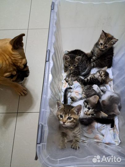 Отдам бесплатно котят