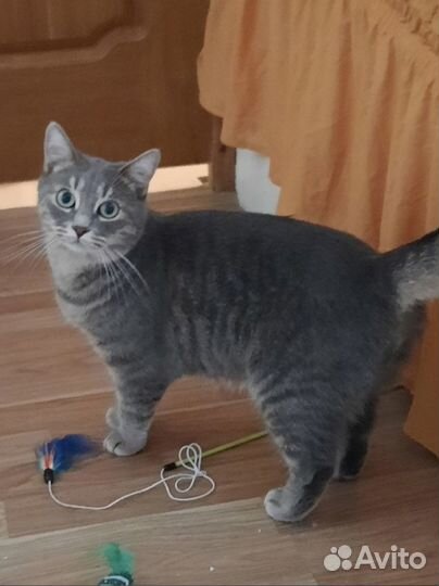 Кошки в добрые руки бесплатно