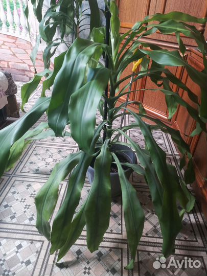 Драцена душистая