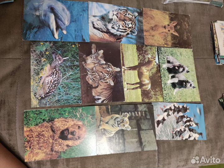 Открытки с животными