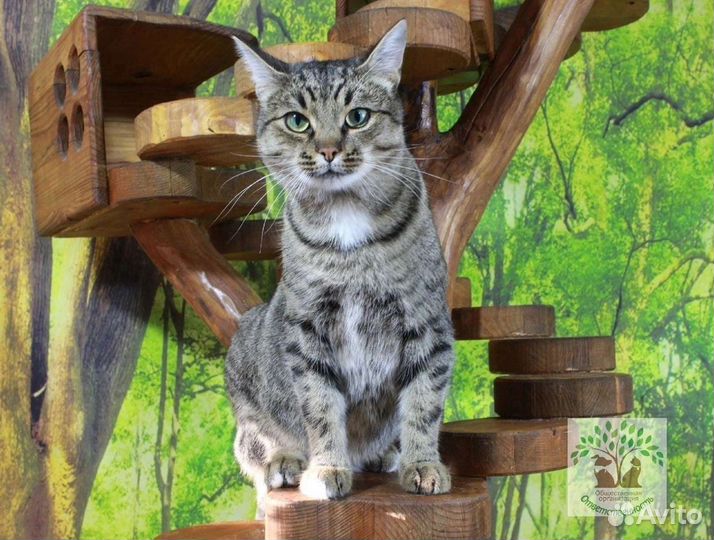 Кошка 1,5 года