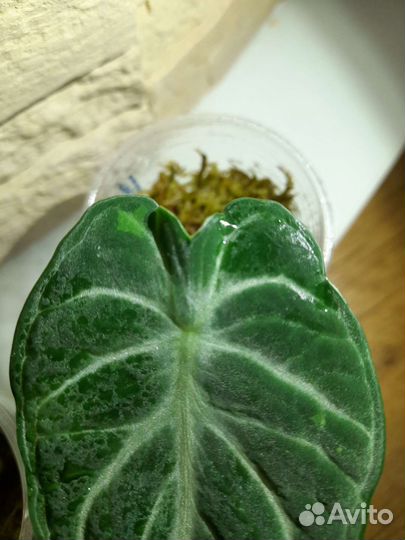 Алоказия Ниндзя вар