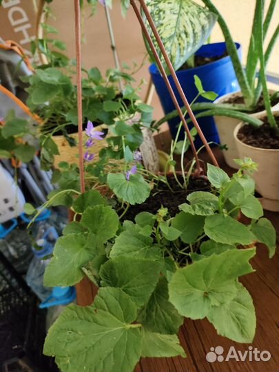 Комнатные растения цветы