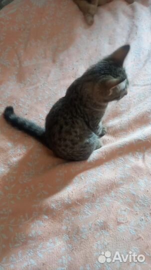 Котенок