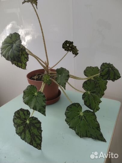 Домашние растения