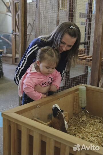 Посещение Страны Енотии