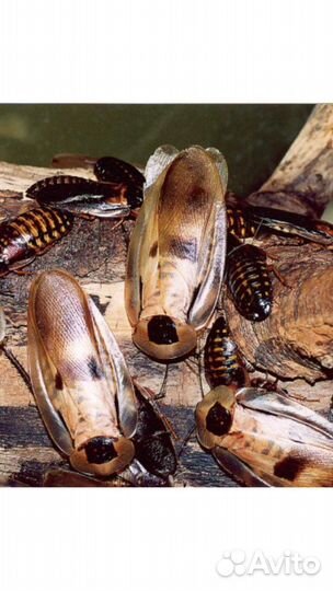 Тараканы экзотические