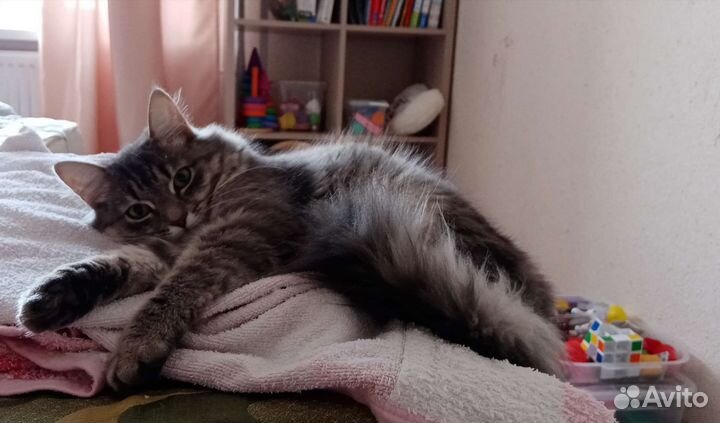 Отдам кошку