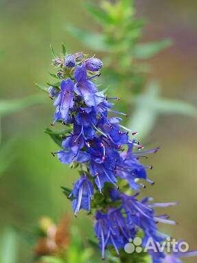 Пряные травы