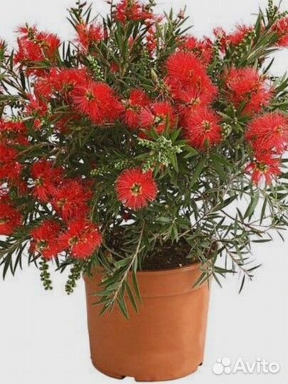 Каллистемон