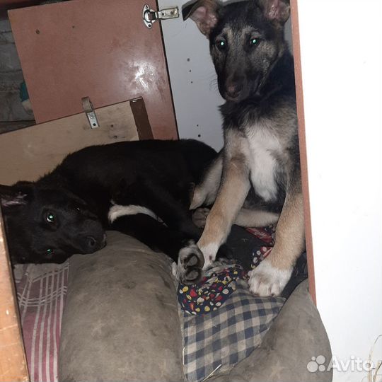 Лабрадор ретривер щенки