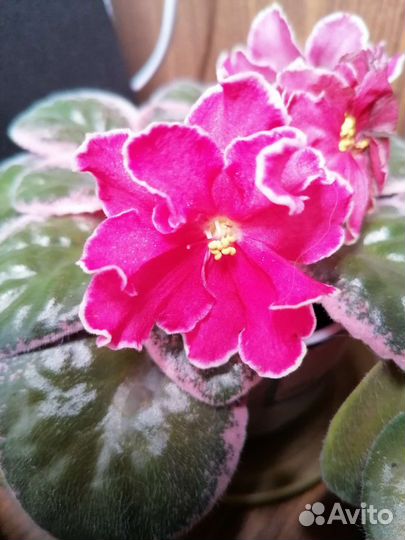 Фиалки сортовые