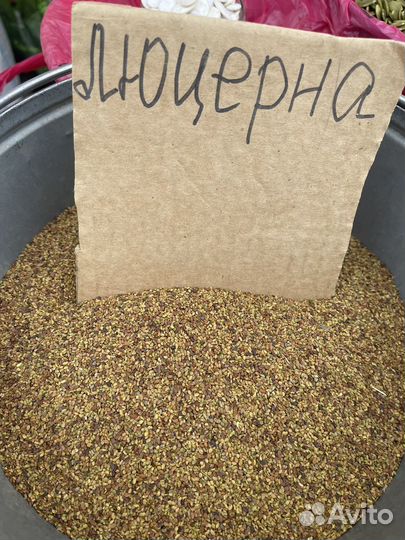 Семена люцерны