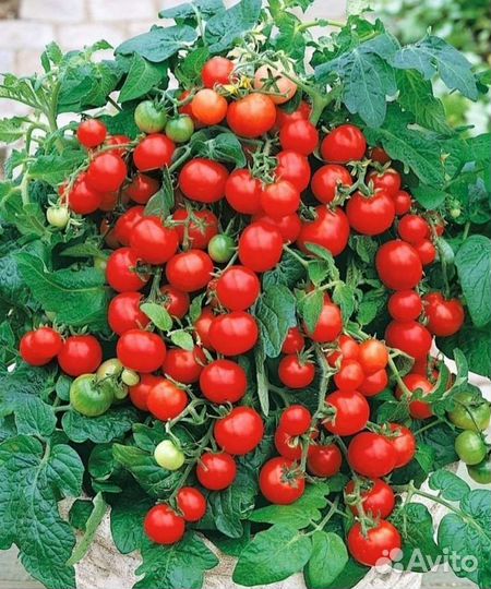 Томат комнатный