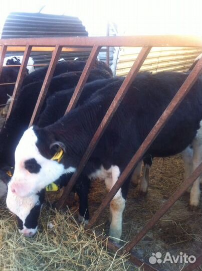 Бычки телки