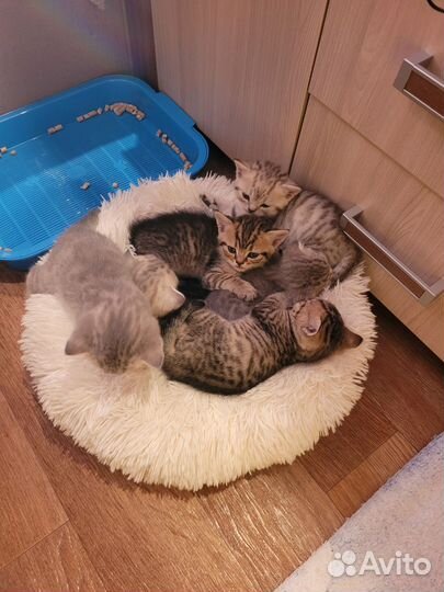 Шотландские котята