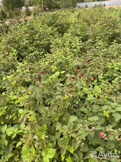 Ремонтантная Малина Разных Сортов С Доставкой