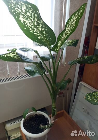 Диффенбахия