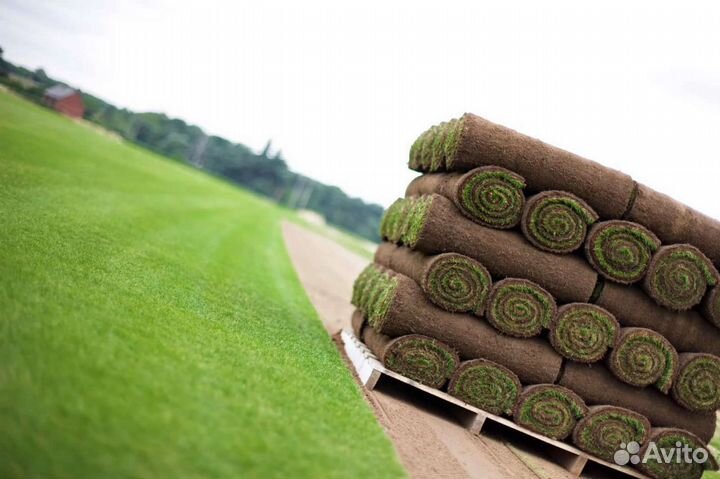 Газон рулонный спортивный. Укладка. Автополив