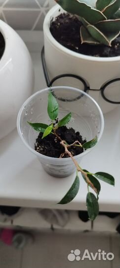 Фикус Пандора