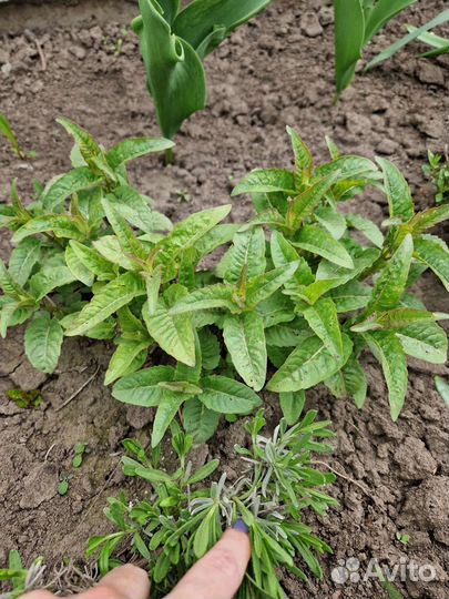 Монарда, душица