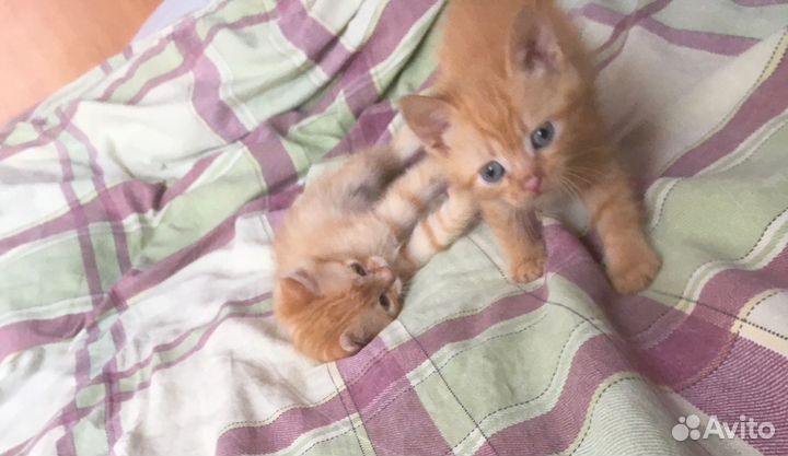 Котята в добрые руки