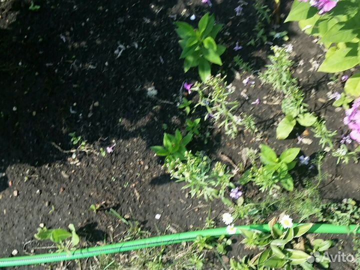 Флокс малиновый