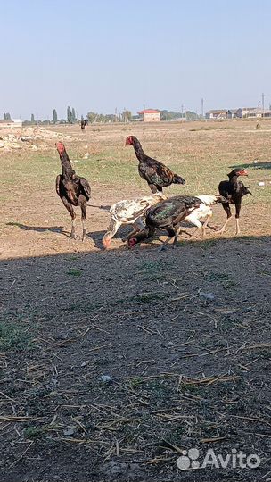 Бойцовые петухи о шамо