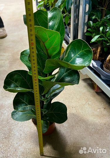 Монстера, Лирата Бамбино, Замиокулькас