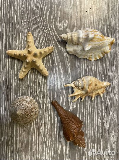 Морские ракушки