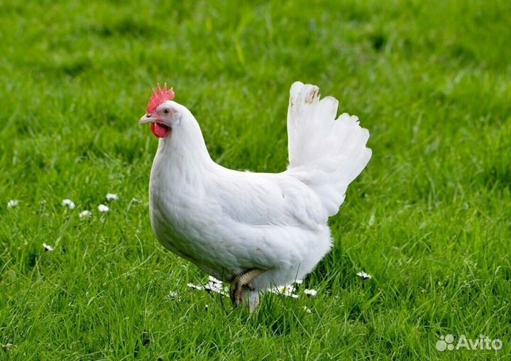 Несушки Белый ломан 4 мес,молодка