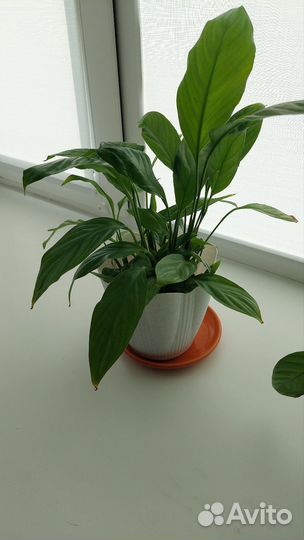 Спатифиллум