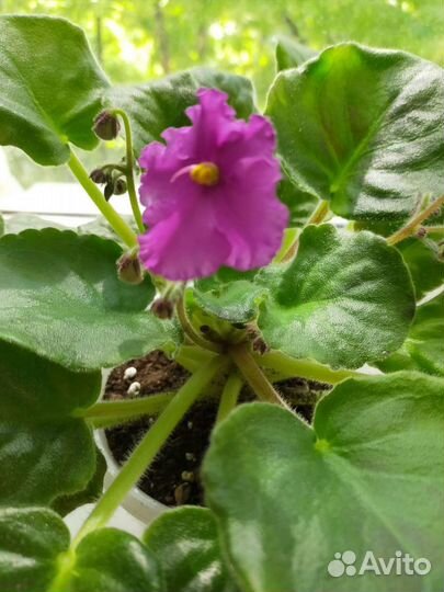 Фиалка в горшке