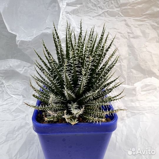 Седум/Алоэ/Пахифитум/Опунция/Граптоседум