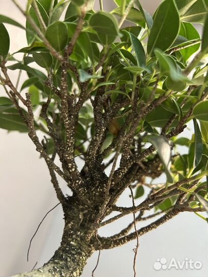 Дерево Бонсай - Баньян со скалой 14 лет