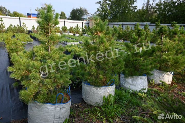 Кедр Сибирский 80-120см