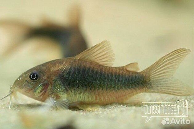 Аквариумные рыбки