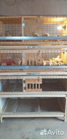 Клетка для бройлеров