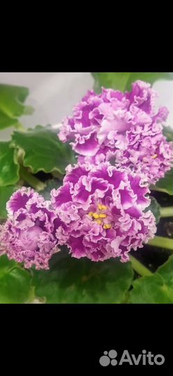 Фиалка детки в грунте