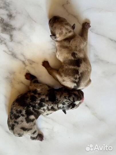 Французский бульдог