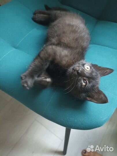 Кошка в дар бесплатно