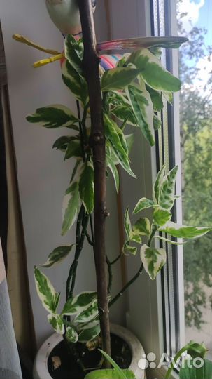 Педилантус