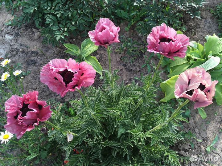 Сирень и другие цветы для дачи